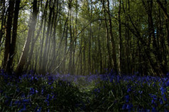 Forest with sunlight peaking through