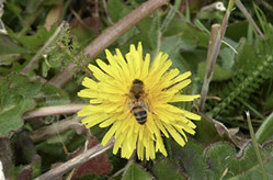 Bee on a flower