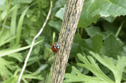 Ladybird on a stem