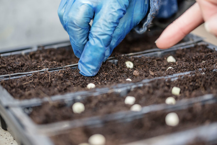 Seeds being planted