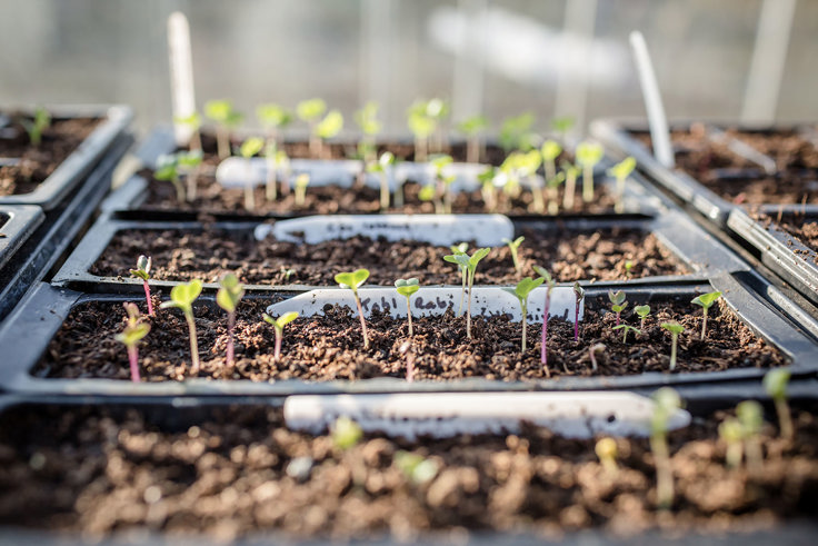 Seeds sprouting