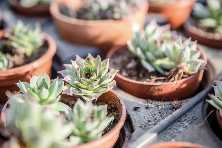 Plants