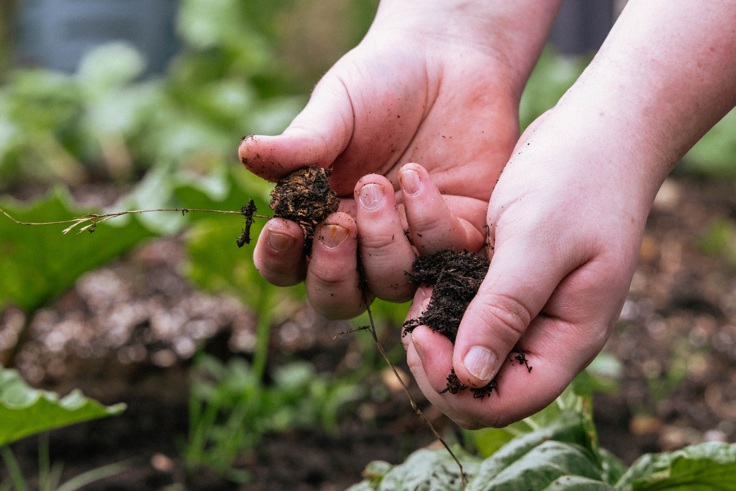 Supporting image: Webbs Garden