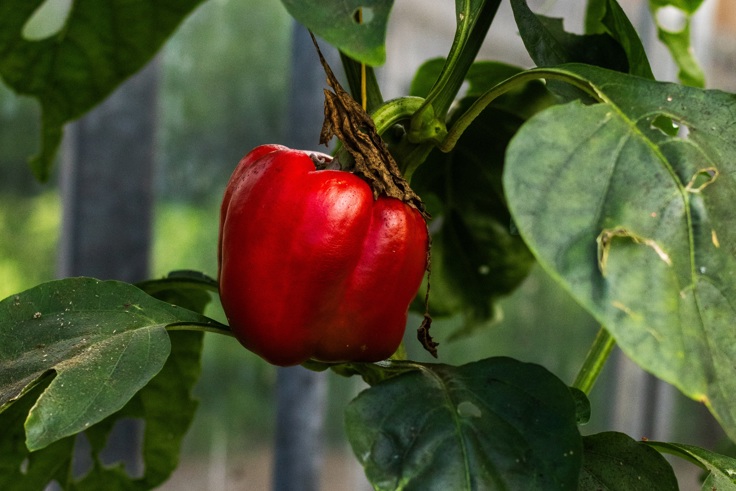 Supporting image: Webbs Garden