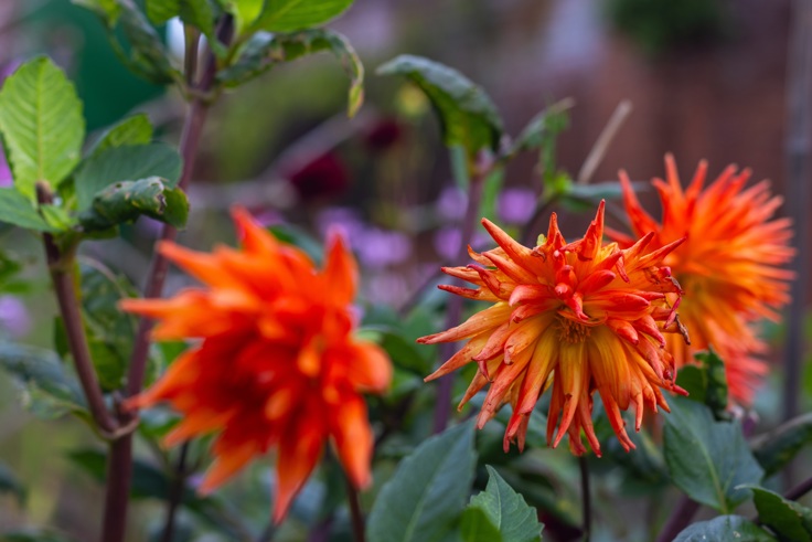 Supporting image: Webbs Garden